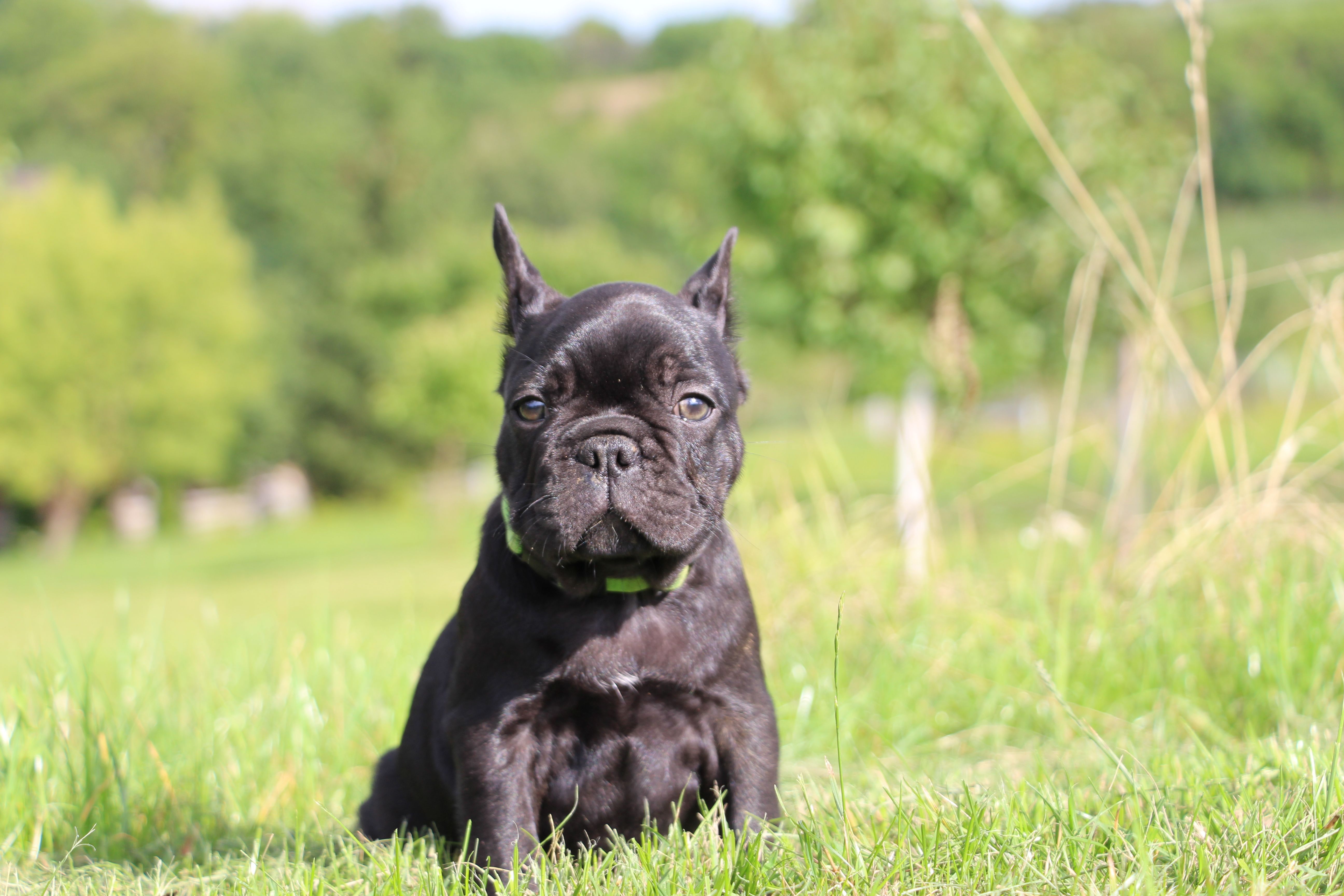 <svg class='green'></svg> <b>Mr.Sirius Black</b> <svg class='green'></svg>